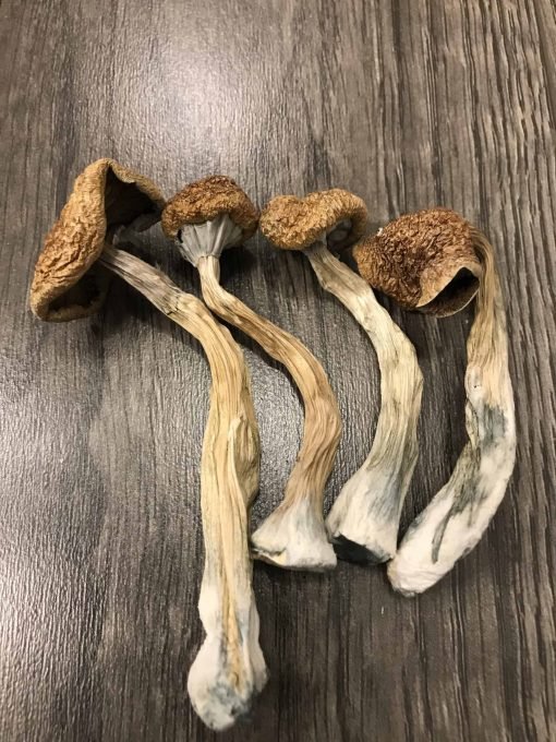 Buy African Transkei Cubensis